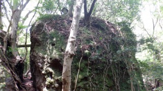 文殊仙寺敷地内にある植物が絡む岩