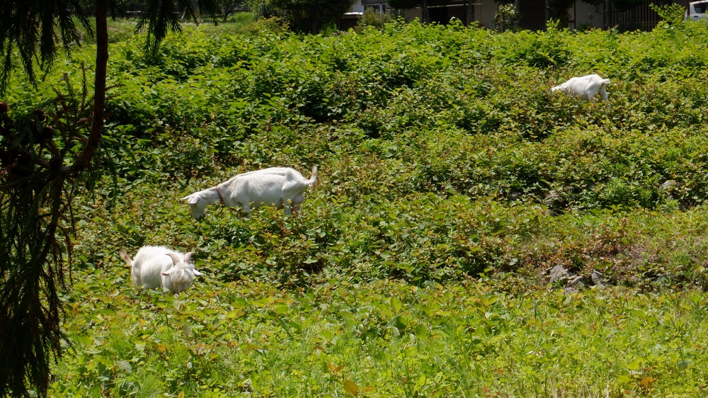 堀田温泉で放牧されているヤギ