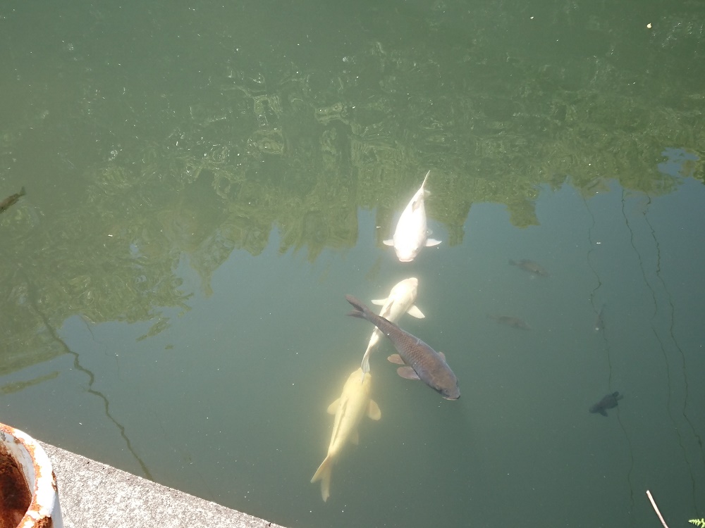 堀田温泉の池で泳ぐ鯉