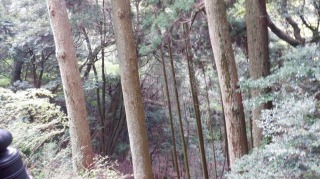 木々が見える【両子寺】奥の院