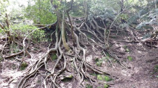 文殊仙寺奥の院周辺にある根が見える木