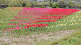 原尻の滝敷地内のチューリップ畑