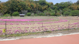 臼杵石仏公園内の花畑