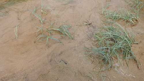 鳥取砂丘のオアシスの水で育つ植物
