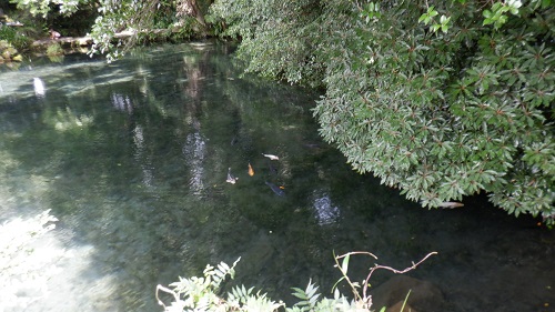 明神池と泳ぐ鯉