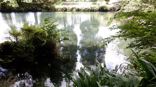 明神池と緑が映える植物