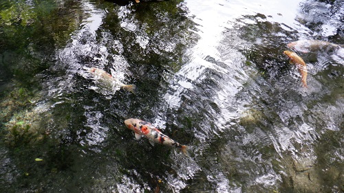 明神池を泳ぐ色とりどりの鯉