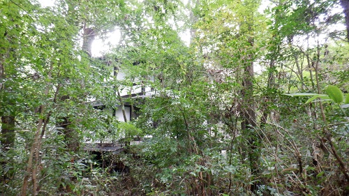 木々に中に見える筌ノ口温泉新清館の建物