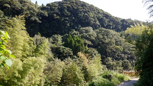 雄川の滝遊歩道から見た山の景色