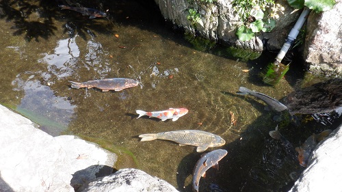 池の中で泳ぐ鯉