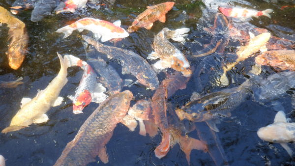 餌に群がる鯉の光景