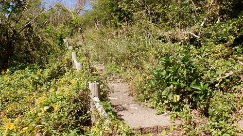 大バエ灯台の草木が生茂る遊歩道