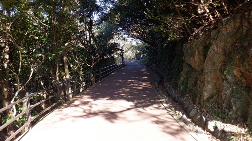 権現山遊歩道と木々が並ぶ光景