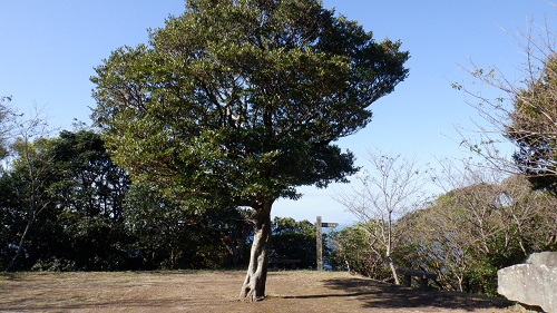 権現山展望台にある大きな木
