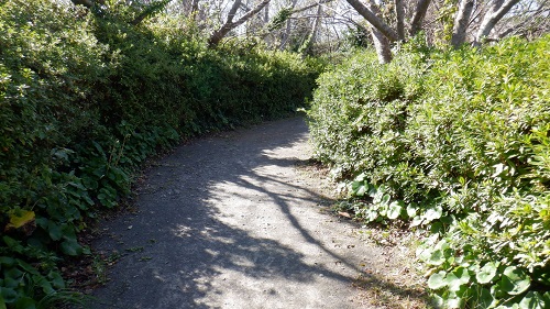 樺島灯台の整備されている遊歩道