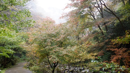 神庭の滝遊歩道の光景