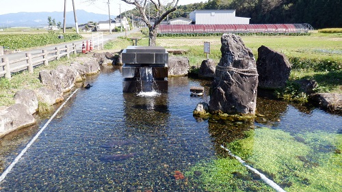 前川水源からの水が注がれている池