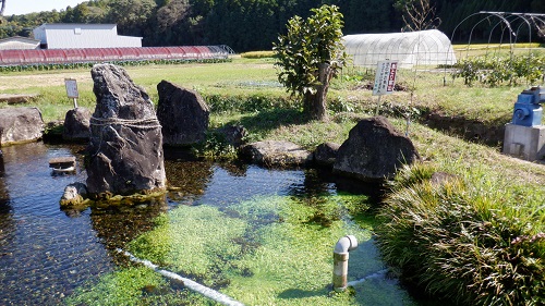 前川水源の池と畑の光景