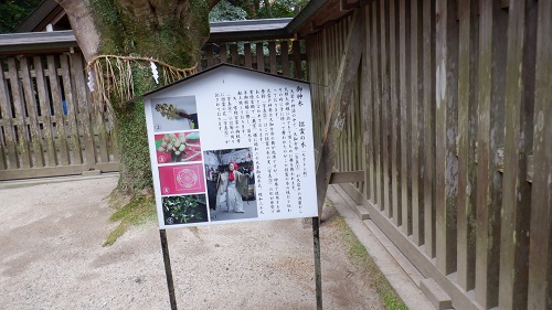 天岩戸神社ご神木の説明看板