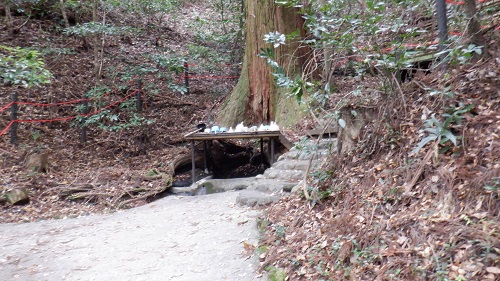 天岩戸神社東本宮にある根元から水が湧くご神木