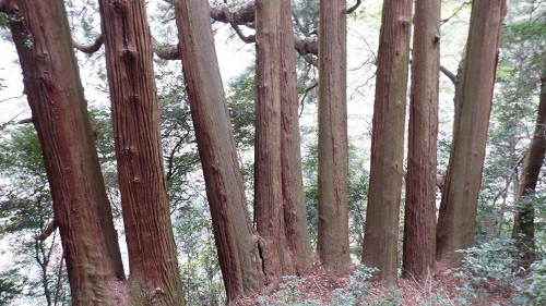 天岩戸神社東本宮の七本杉の根元