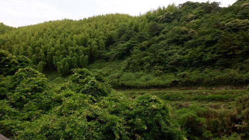 水の口湧水周辺の緑に囲まれた光景