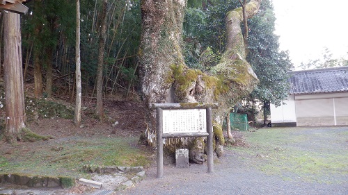 畑冷泉が湧く大楠