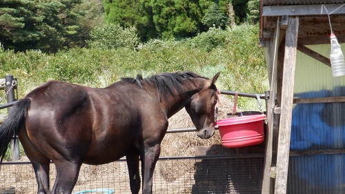 べべんこにいる茶色い馬