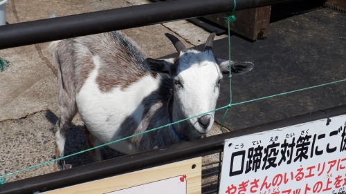 べべんこにいるヤギ