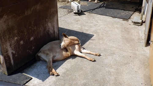 べべんこの日向ぼっこをしている動物