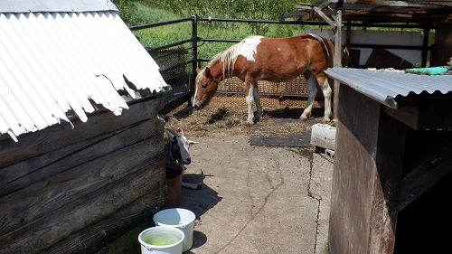 べべんこにいる小さめの馬