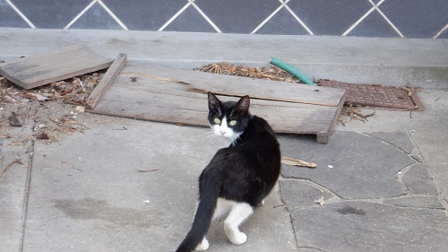 川棚温泉の野良猫