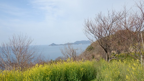 菜の花と海の光景