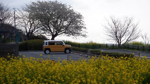 駐車場と菜の花