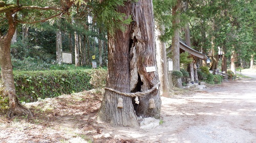 木の割れ目に弁天様