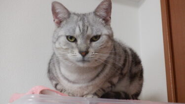 子猫の頃からお世話してる愛猫！ 大人になったなと感じるのはどんな時？